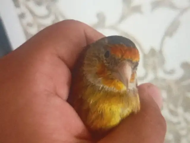 Щегол, Душанбе