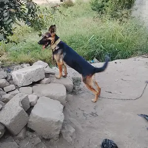 Овчарка, Душанбе