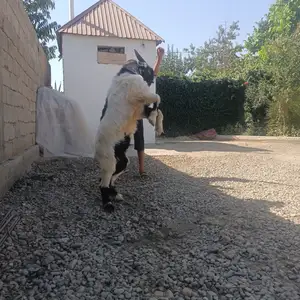 Така, Душанбе