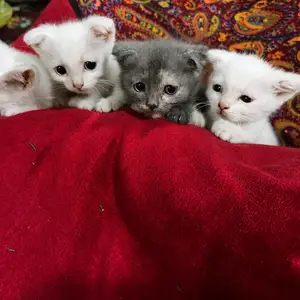 Вислоухие котята 3мес, Худжанд