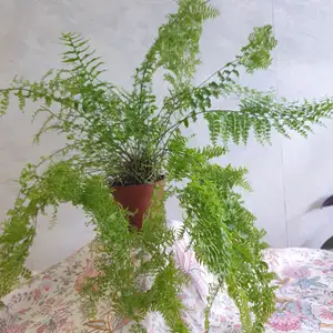 Папоротник, Худжанд