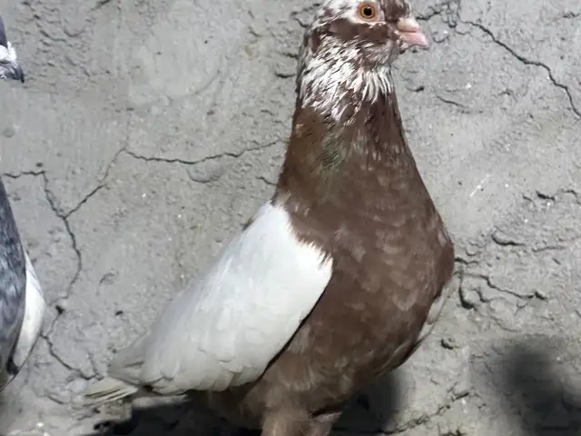 Голубь, Хуҷанд