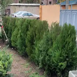 Арчаи Туйя Заборный, Душанбе