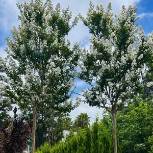 Сирень, Душанбе