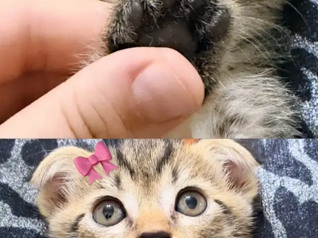 Котёнок, Душанбе