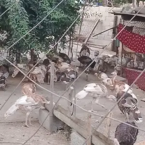 Индюк чучаи, Турсунзаде