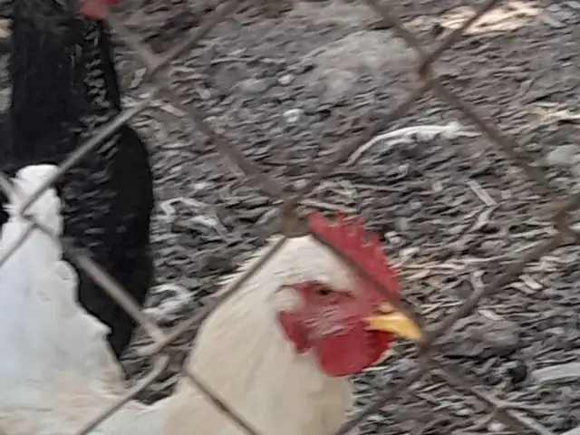 Хурӯсҳо, Панҷакент