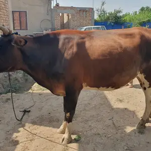 Гуночин, Шахринав
