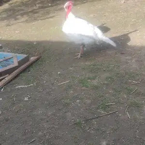 Индюк, Вахдат