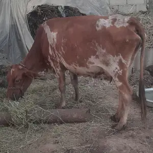 Бука, Яван