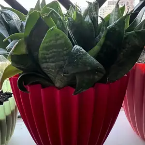 Комнатные цветы, Душанбе