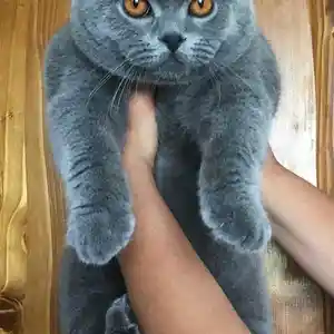 Чистокровный шотландский вислоухий кот на вязку, Душанбе