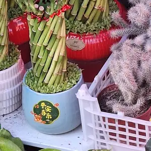 Бамбук, Душанбе