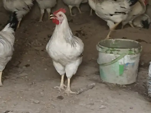 Хурузои рябушка, Душанбе