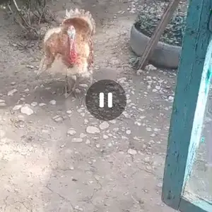 Хуруз, Деваштич (Ганчи)