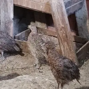 Чучахои фазан, Исфара