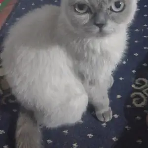 Шотландская кошечка, Душанбе