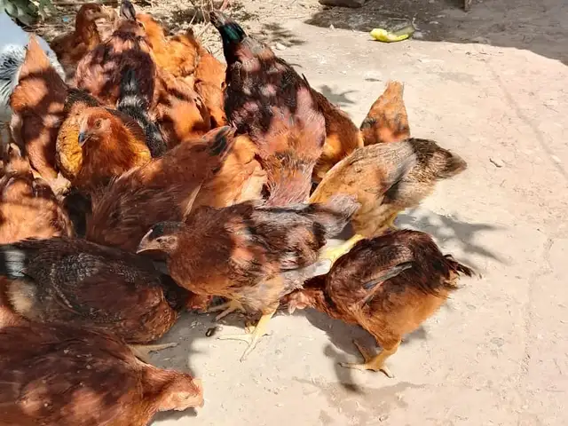 Мурги ломанбран, Ҳисор
