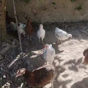 Рябушка дакан мокиен, Душанбе