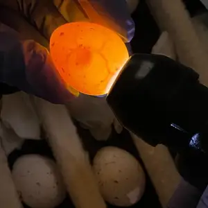 Овоскопы для яиц, Душанбе