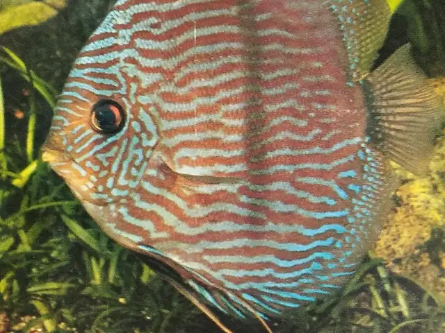 Книга Aquarienkunde 1 Гюнтера Штербы, Душанбе