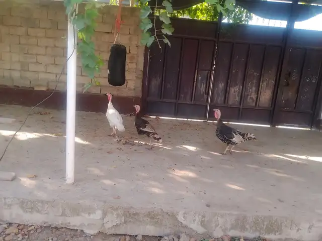 Индюк, Турсунзода