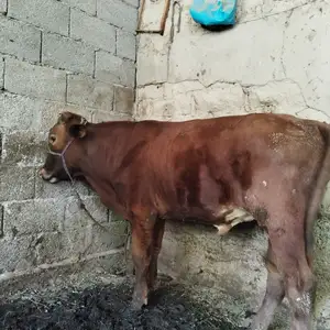 Бука, Вахдат