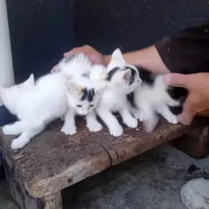Пишакчахо, Душанбе