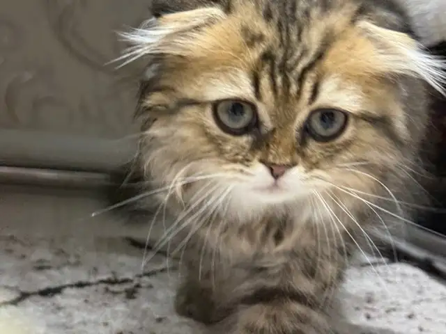 Шотландские котята, Хуҷанд