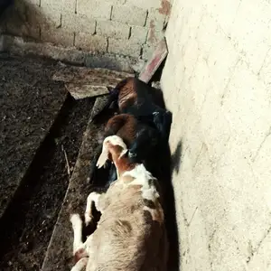 Кушкор, Шахринав