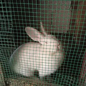 Кролик Хикол, Душанбе