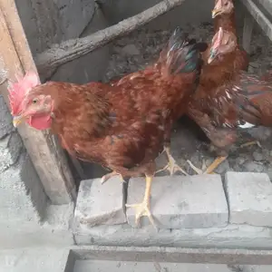 Хурусхои зоти ломан браун, Худжанд