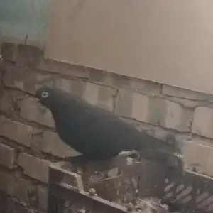 Кафтар пара, Вахдат