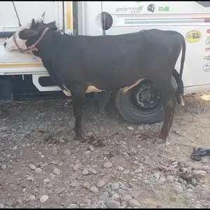 Бука, Хамадани