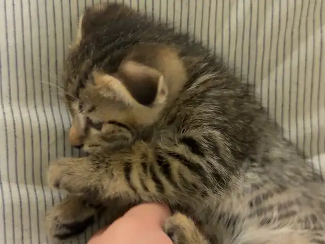 Котёнок, Душанбе - 4