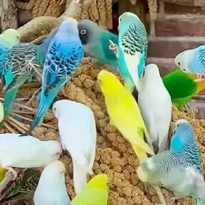 Попугай, Душанбе
