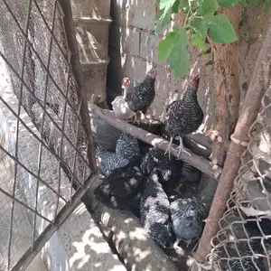 Хурузчучахои Доминант, Гиссар