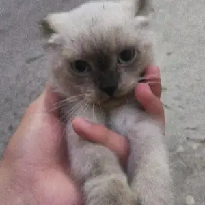 Кошка шотландская, Душанбе