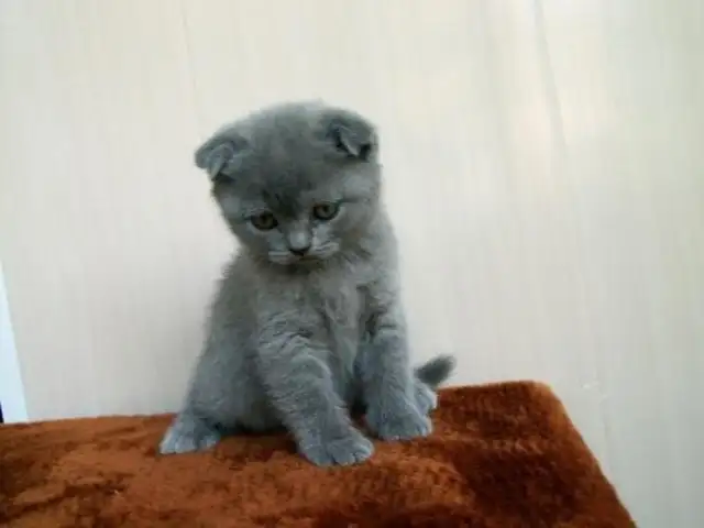 Шотландский кот, Душанбе