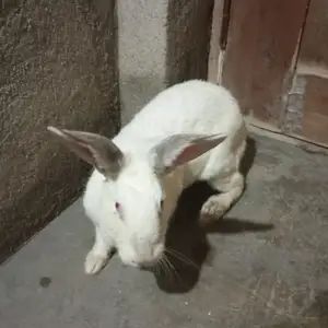 Харгуши буғуз, Душанбе