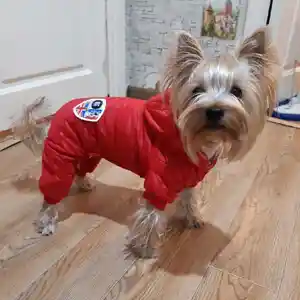 Комбинезоны для кошек и собак, Душанбе