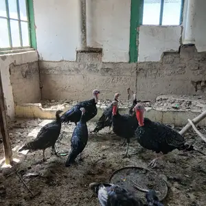 Индюк, Панҷакент