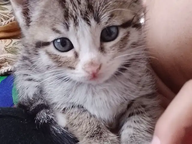 Котята, Худжанд
