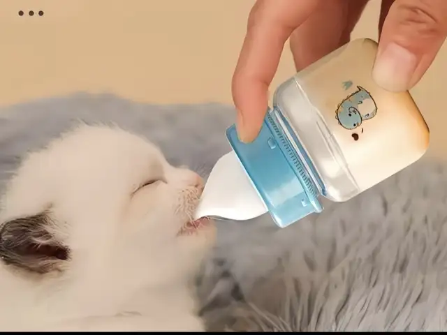 Бутылочка для котят, Хуҷанд