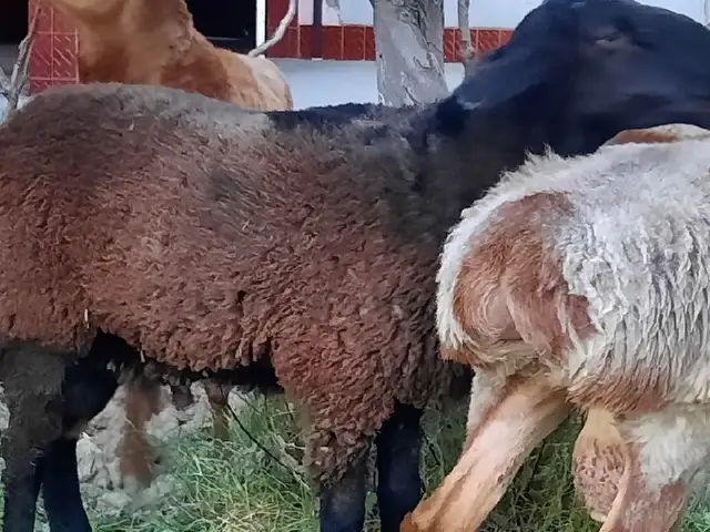 Кучкор, Худжанд