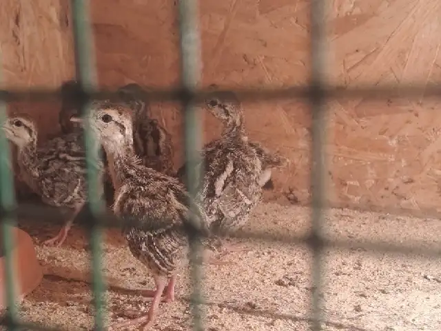 Чуҷаҳои кабк, Файзабад