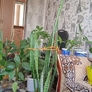 Гули хонаги, Душанбе
