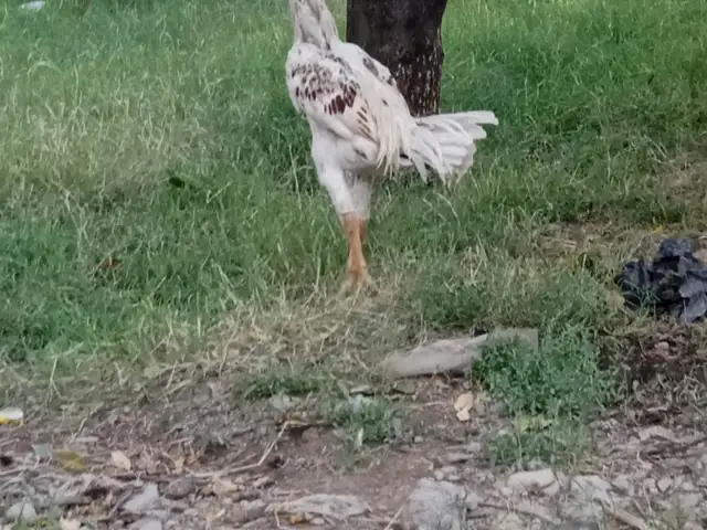Дакан, Конибодом