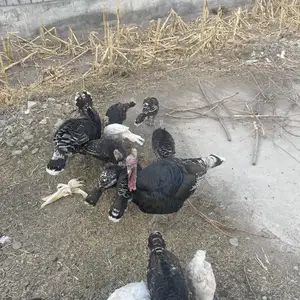 Индюки нар, Фархор