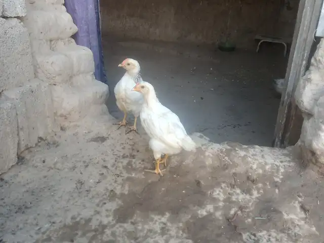 Чучаи рябучка, Турсунзаде